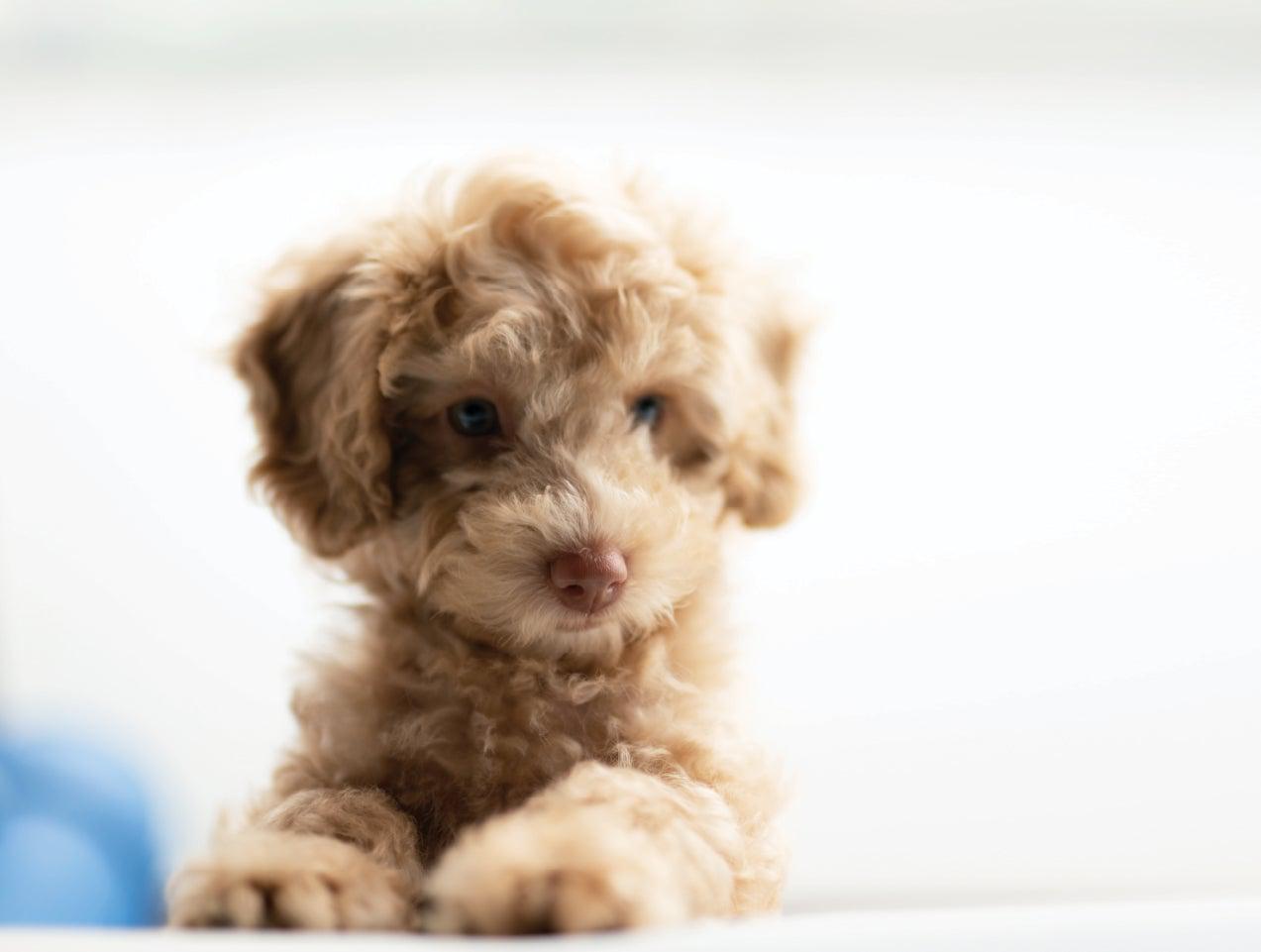 Puppy_Landing_Page_Photo_2-Stock_photo