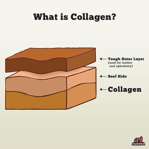 Collagen Barbell