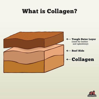 What is Collagen?