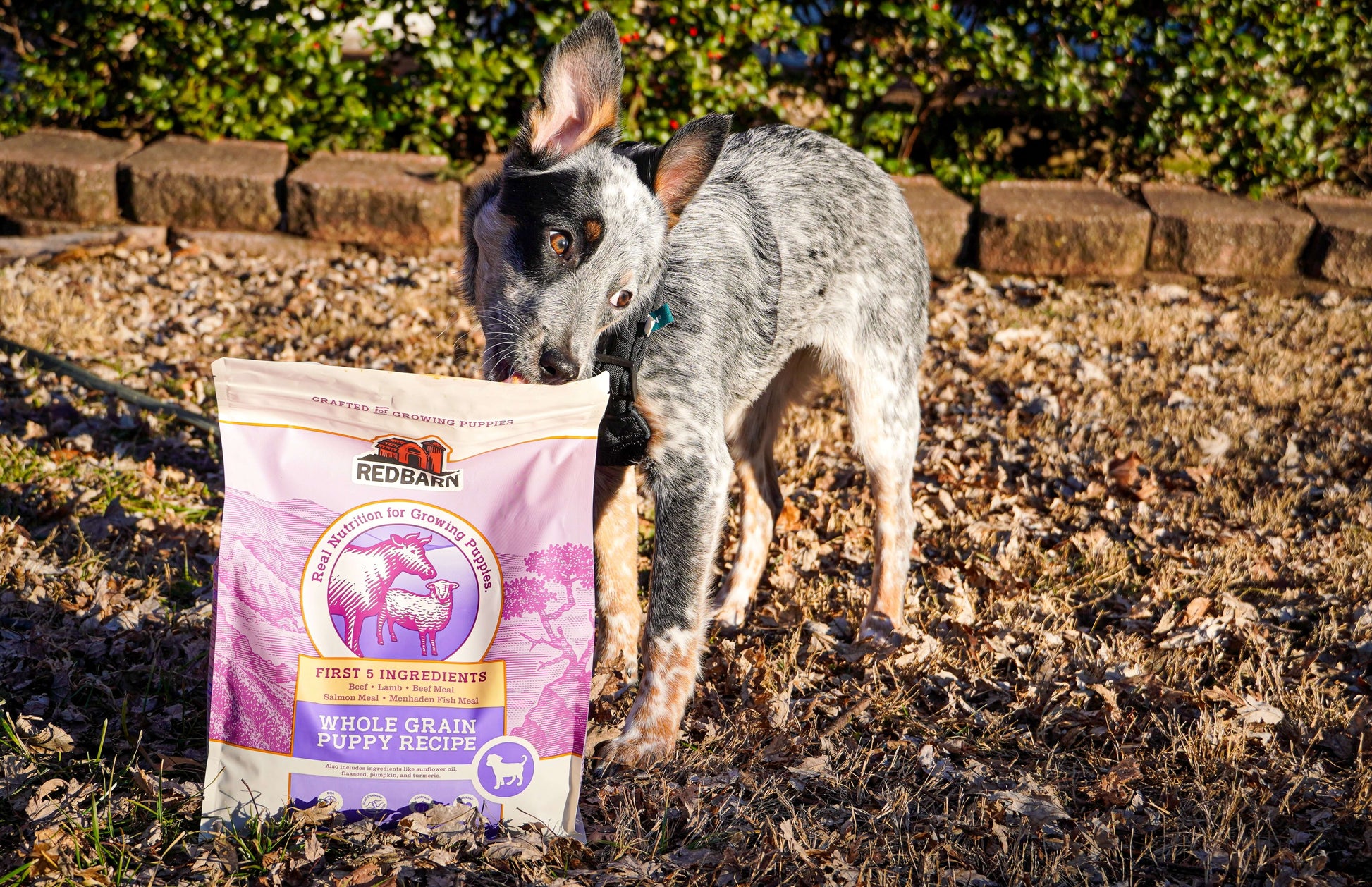 A Puppy licking the pack of the Redbarn Whole Grain Puppy Recipe Dog Food