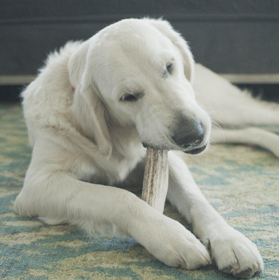 Redbarn_Antler_Dog