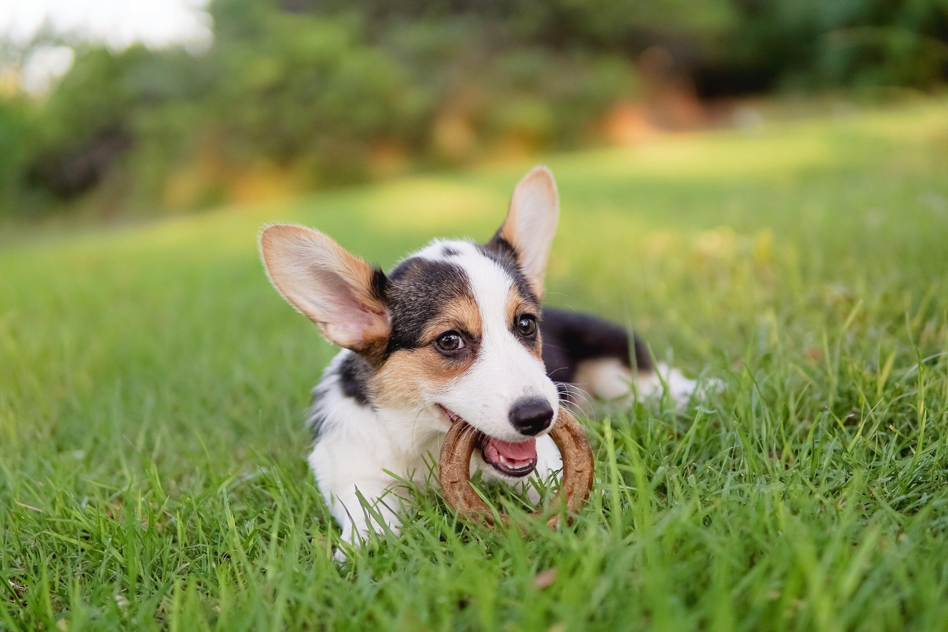 Redbarn_Chew-A-Bull_Ring_Dog