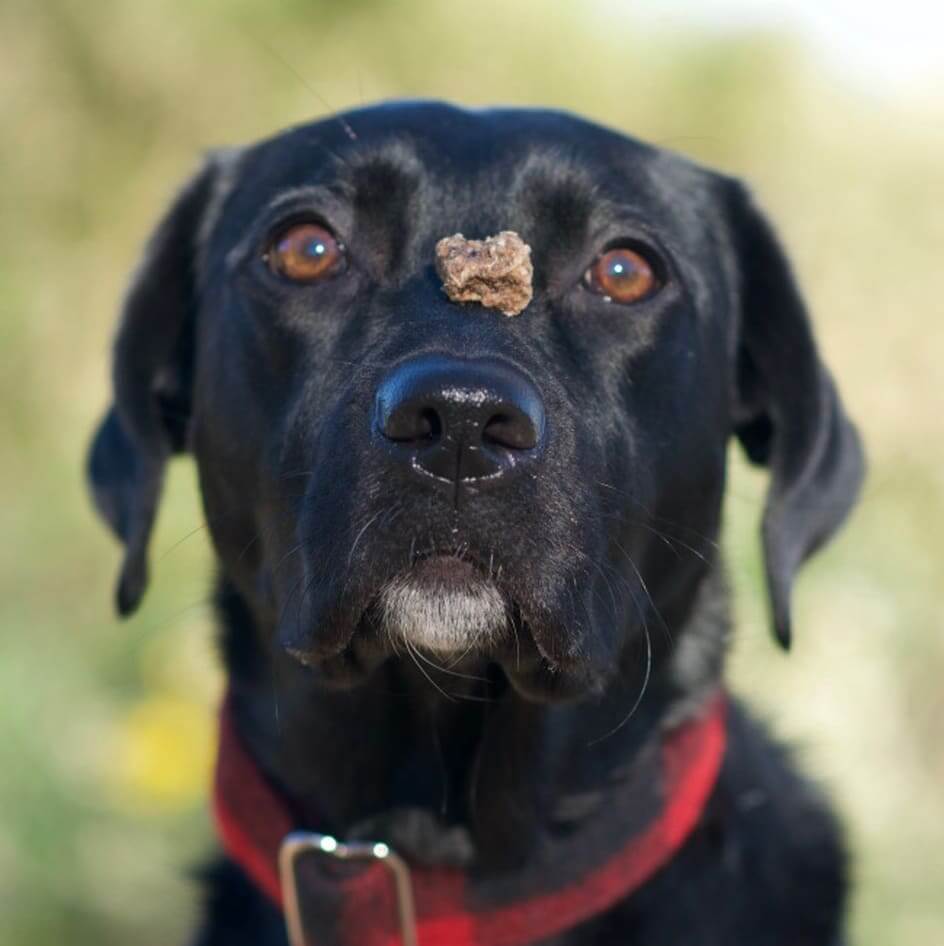 A dog with the Redbarn Air Dried Training Treat on the top of their mouth