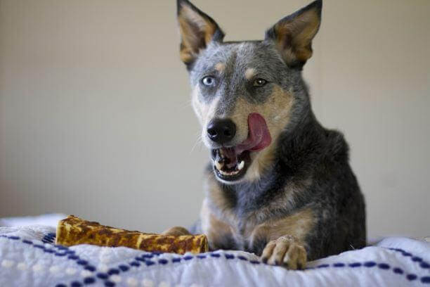 Redbarn_Cow_Ears_Dog