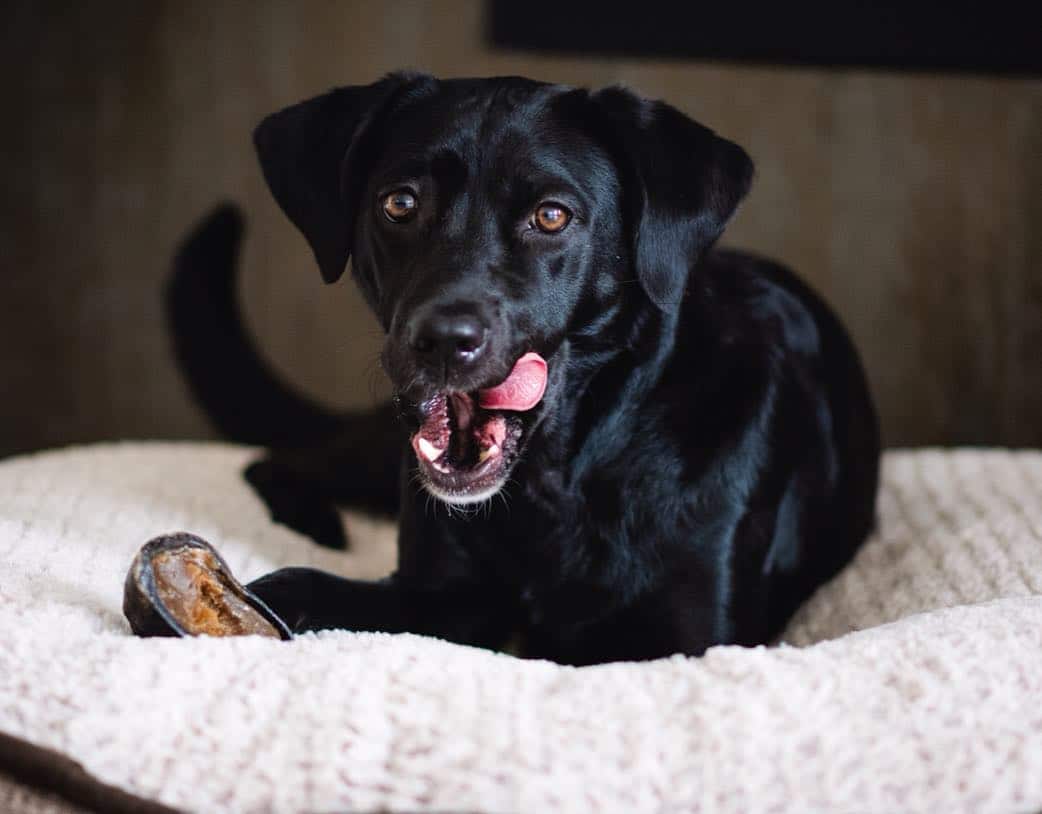 Redbarn_Cow_Hoof_Dog