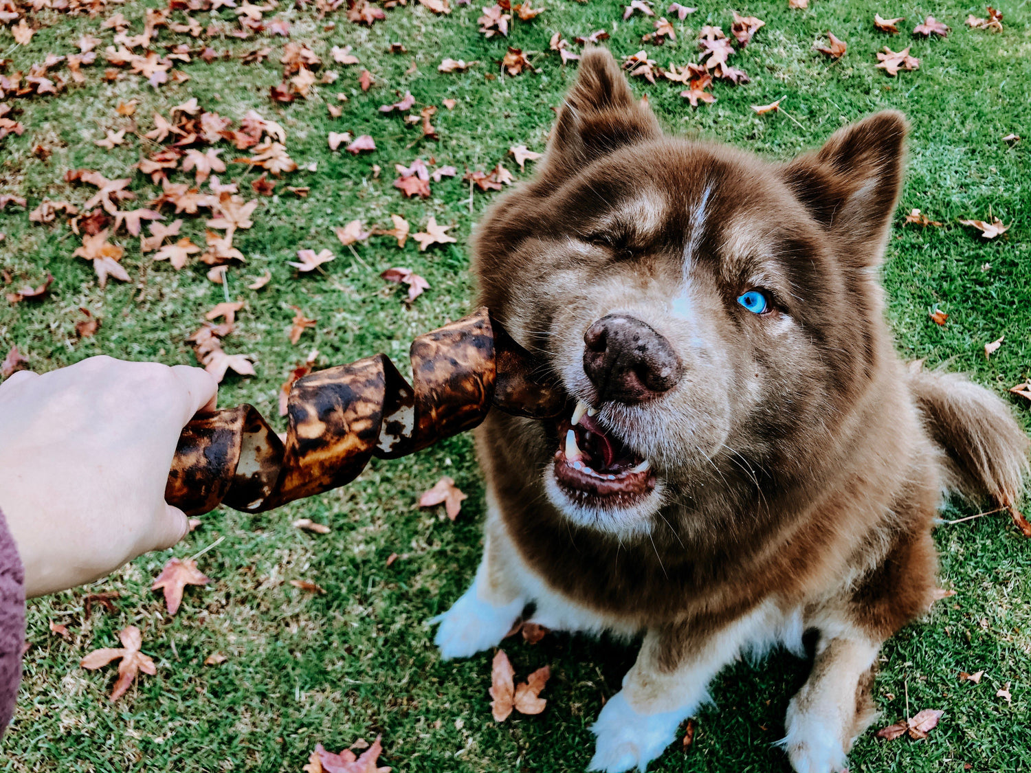 Redbarn_Jumbo_Twister_Dog