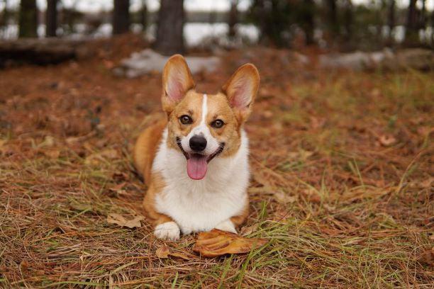 Redbarn_Smoked_Pig_Ear_Dog