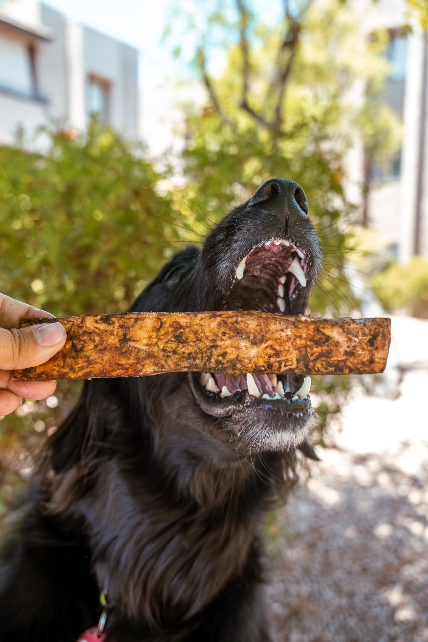 A dog excited to try the Bully Slices