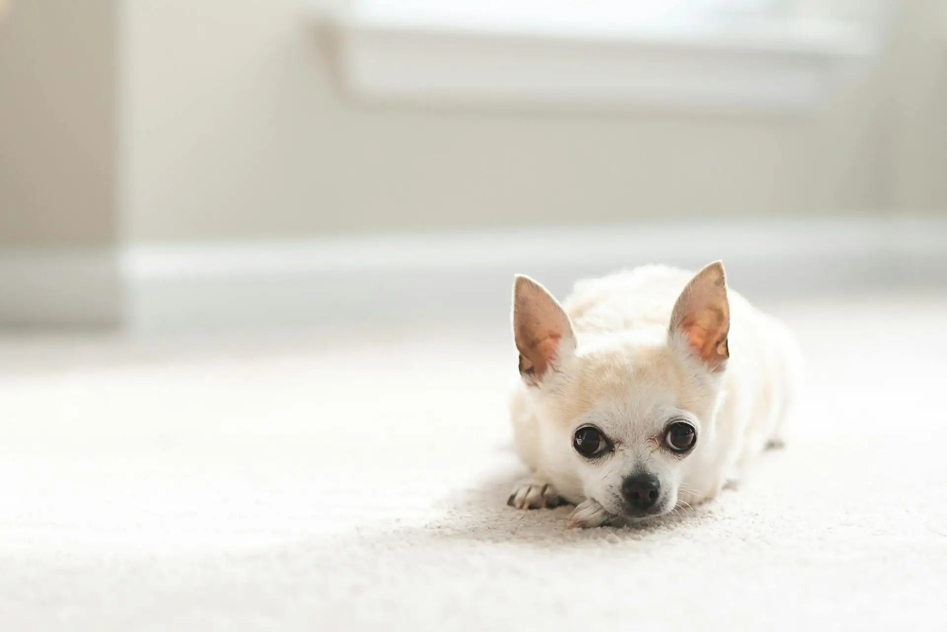 white chihuahua lying on a white carpet, looking at the camera