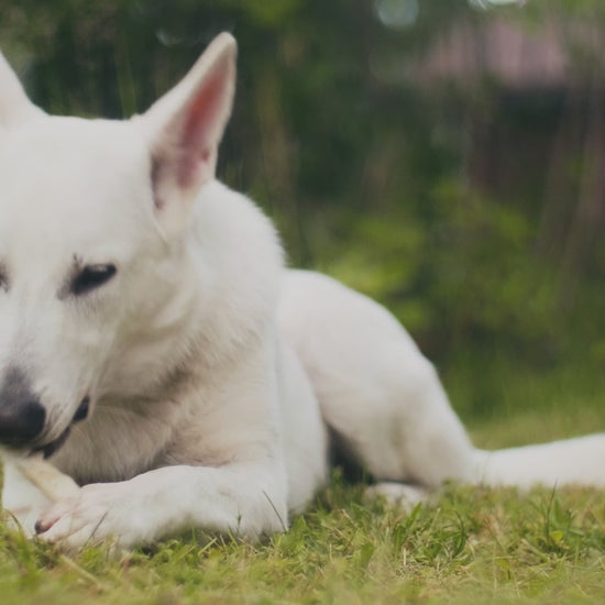 A dog with their Redbarn Beaut-A-Bulls® Collagen Stick