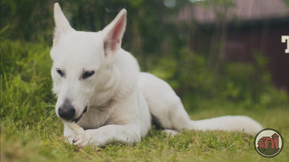 A dog with their Redbarn Beaut-A-Bulls® Collagen Stick