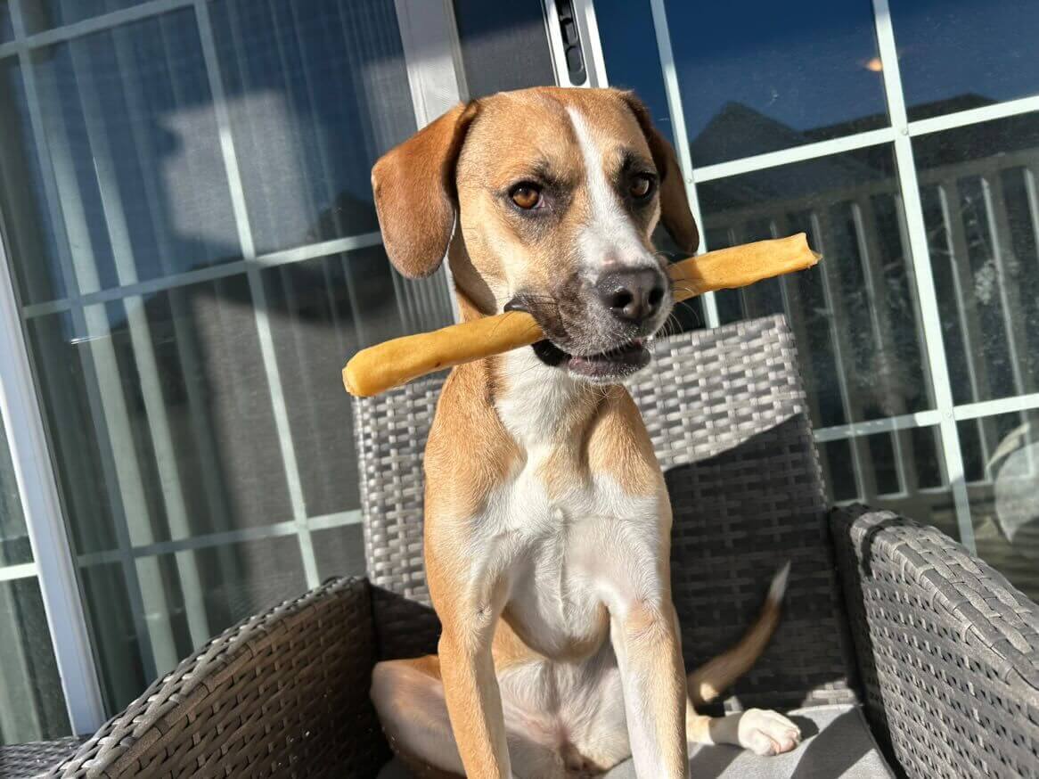 A dog happy with their Collagen Stick