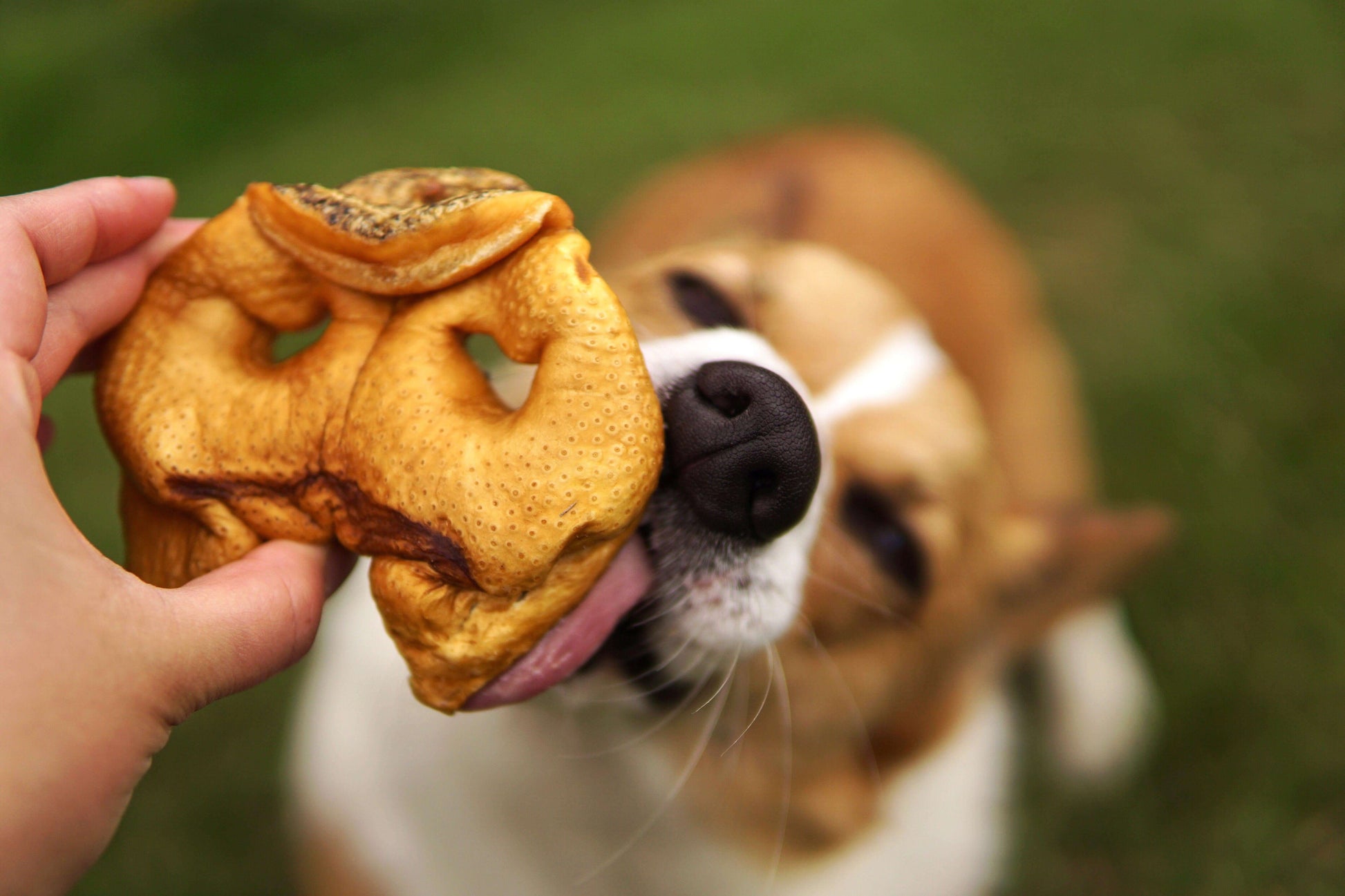 A dog eager to receive a Redbarn Pig Snout