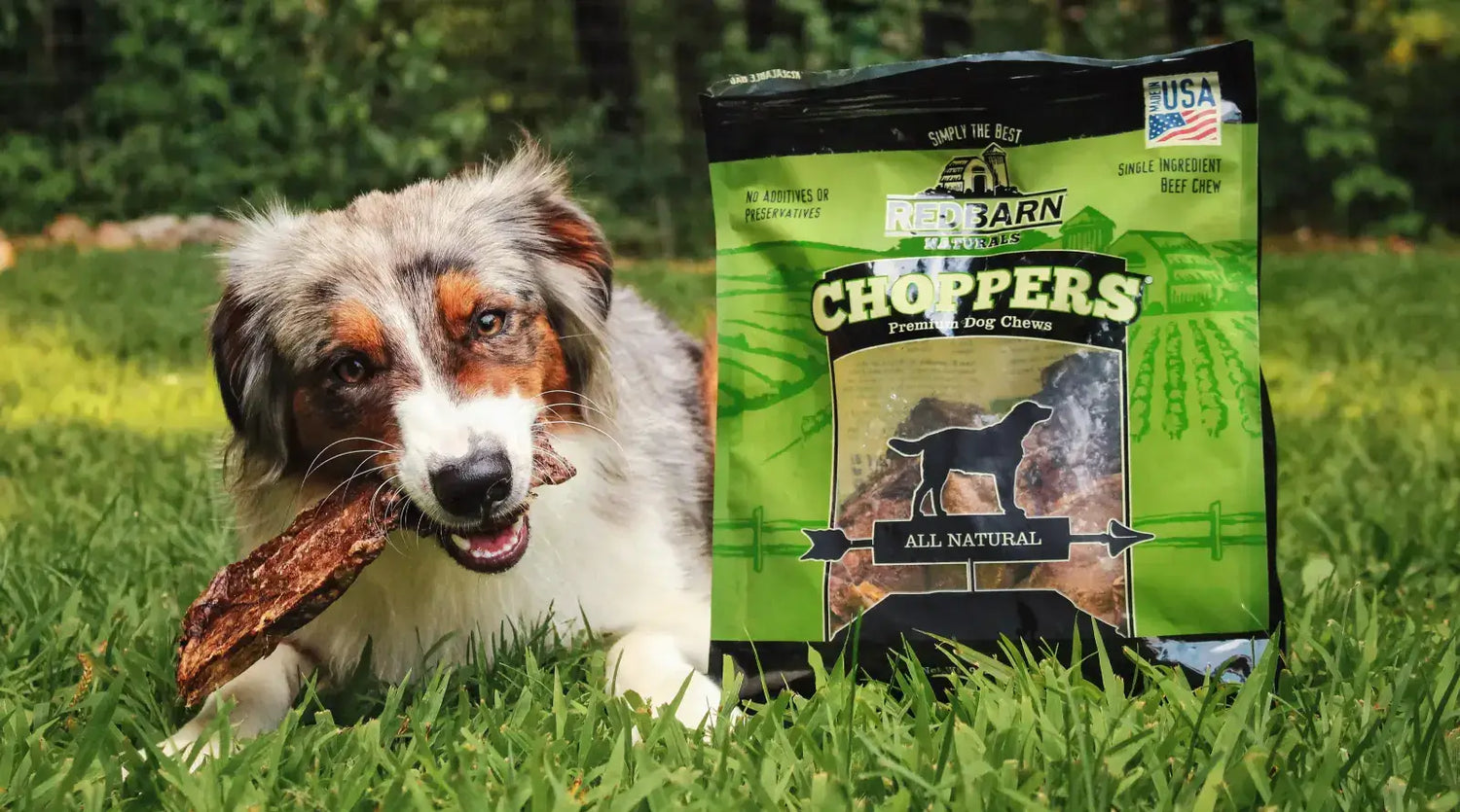 An Aussie dog lying in the grass chewing on a CHOPPER treat, next to a choppers bag