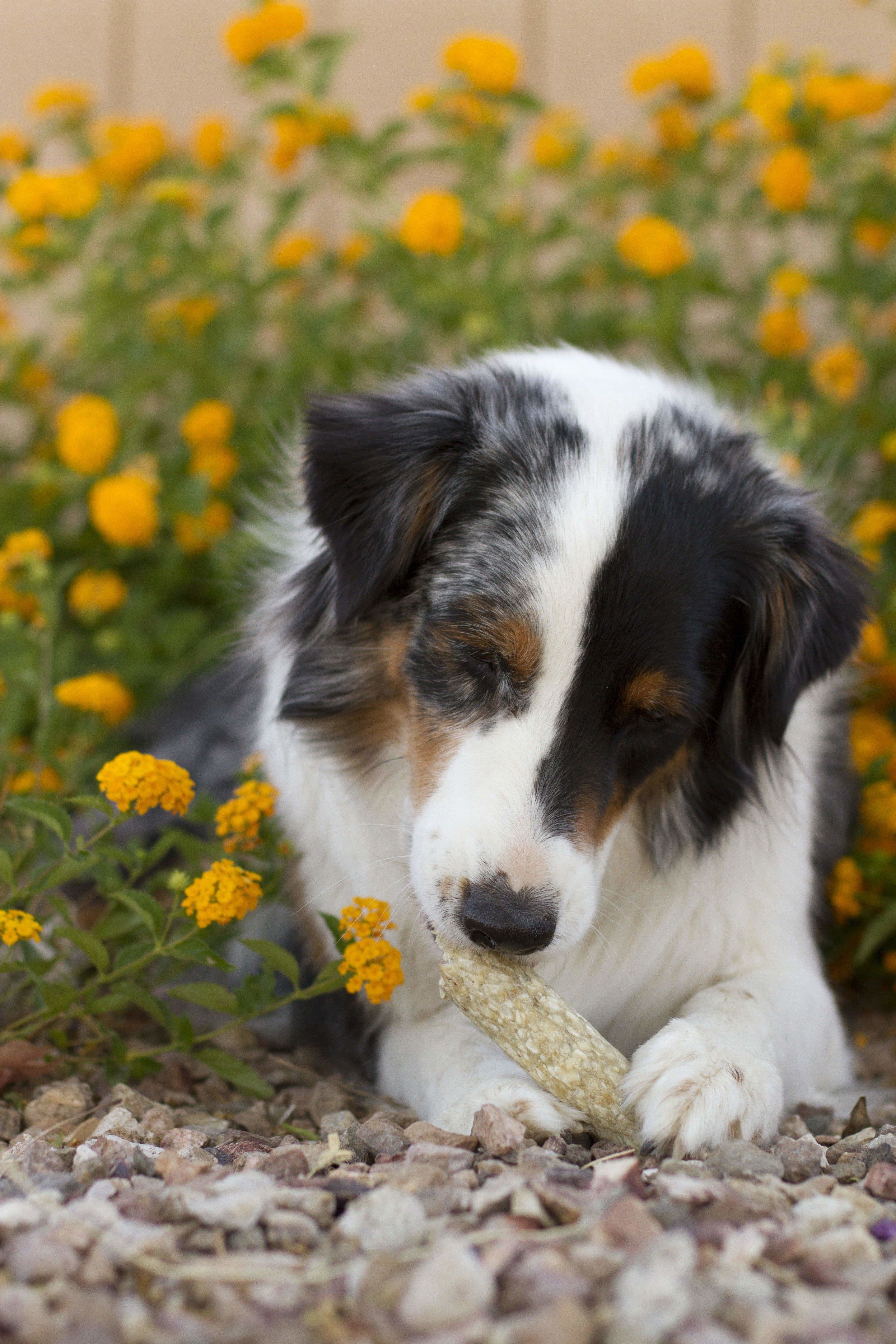 Filled Munchie Retriever Peanut Butter Flavor