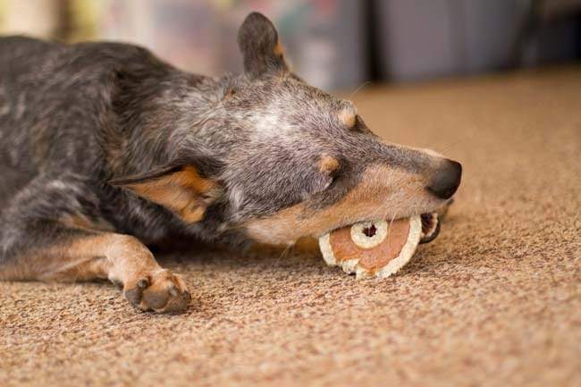 Barn Bagel® Peanut Butter Flavor