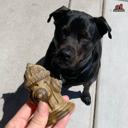 A dog eager to receive a Chew-A-Bulls® Hydrant