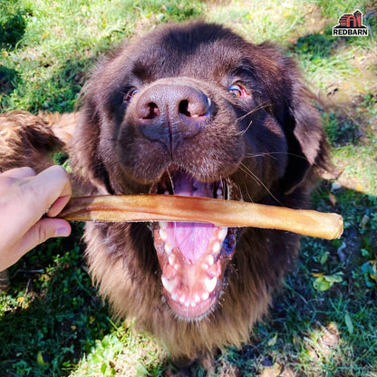 A Dog excited to try a Redbarn Collagen Stick