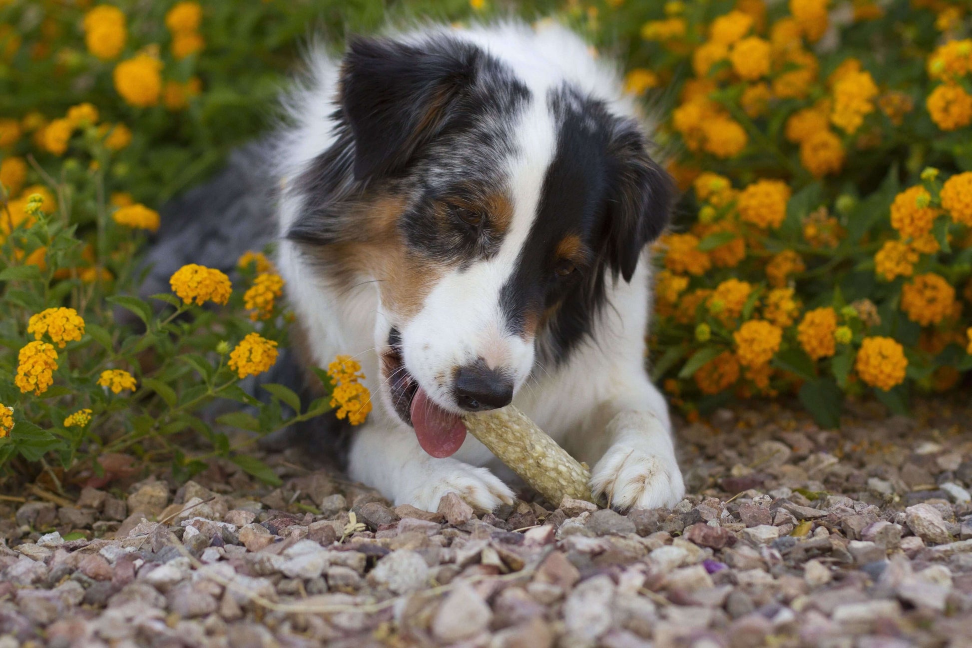 Filled Munchie Retriever Chicken Flavor