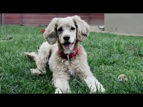 Video commercial Featuring the Redbarn Bully Slices